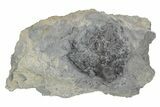 Fossil Crinoid (Cyathocrinites) - Monroe County, Indiana #231987-1